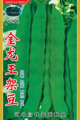 金龙王——架豆
